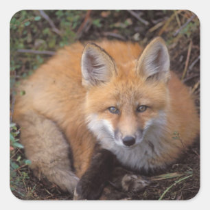 Adesivo Quadrado raposa-vermelha, Vulpes vulpes, em cores de outono