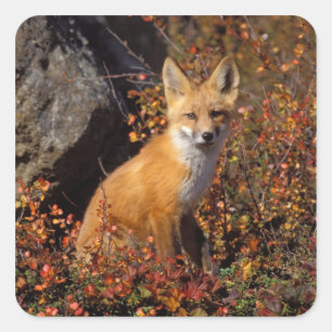 Adesivo Quadrado raposa-vermelha, Vulpes vulpes, em cores de outono