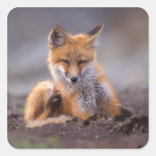 Adesivo Quadrado raposa vermelha, Vulpes vulpes, filhote se coçando