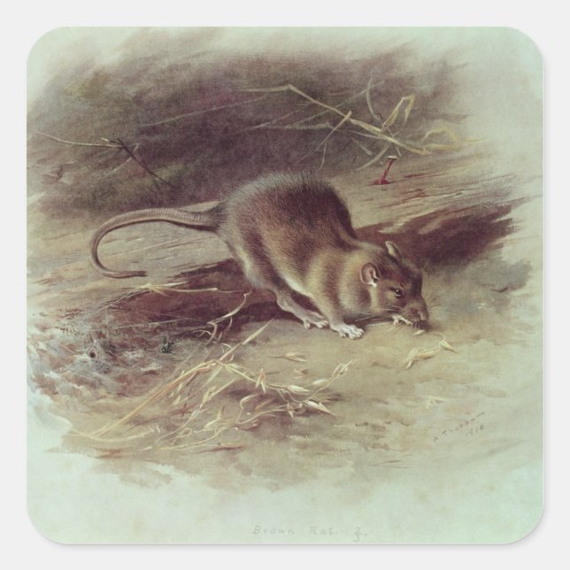 Adesivo Quadrado Rato de Brown 1918 (Frente)