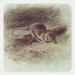Adesivo Quadrado Rato de Brown 1918