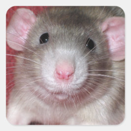 Adesivo Quadrado Rato Dumbo Fofo