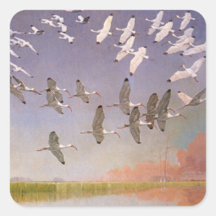 Adesivo Quadrado Rebanho de Íbis Voando Sobre Áreas Alagadas, Aves 