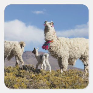 Adesivo Quadrado Rebanho de lamas decorados na Puna, cordilheira do