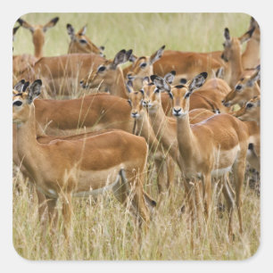 Adesivo Quadrado Rebanho do Impala fêmea, Masai Mara, Kenya.