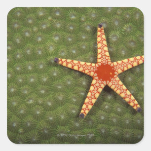 Adesivo Quadrado Recifes da limpeza da estrela de mar comendo algas