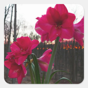 Adesivo Quadrado Red Amaryllis e Winter Sunrise