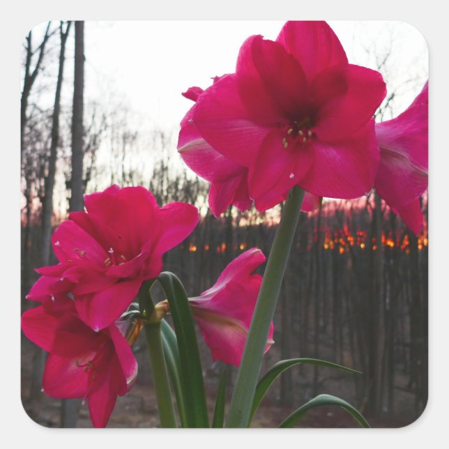 Adesivo Quadrado Red Amaryllis e Winter Sunrise (Frente)