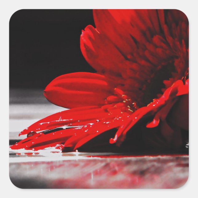 Adesivo Quadrado Red Daisy Gerbera Flower (Frente)