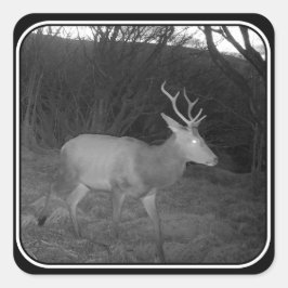 Adesivo Quadrado Red Deer Stag em Dusk