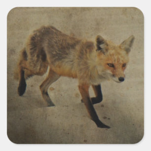 Adesivo Quadrado Red Fox Vixen - Island Beach State Park - NJ