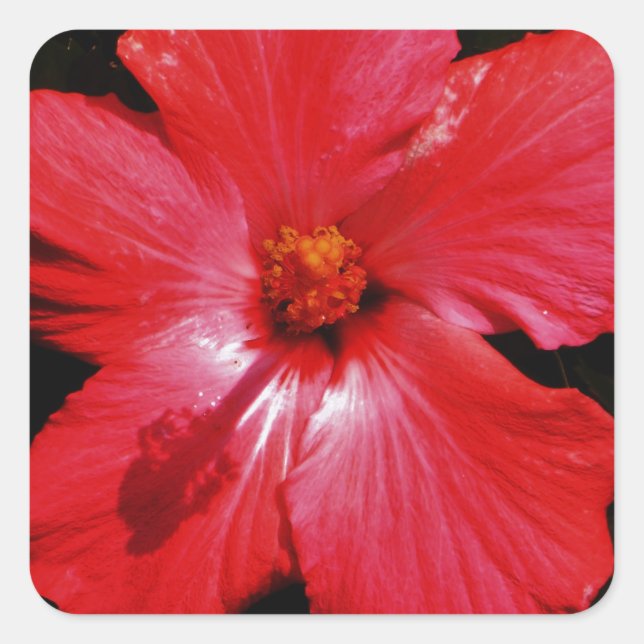 Adesivo Quadrado Red Hibiscus (Frente)