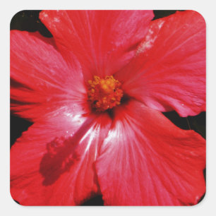 Adesivo Quadrado Red Hibiscus