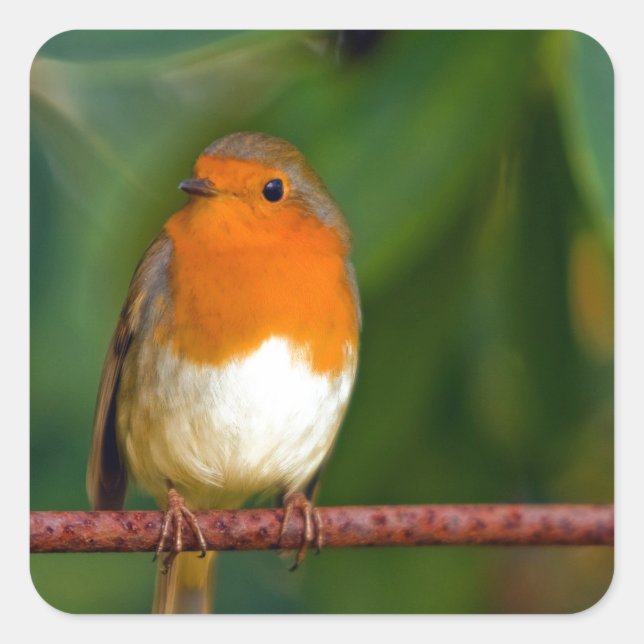 Adesivo Quadrado Red ROBIN (Frente)