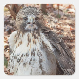 Adesivo Quadrado Red Tailed Hawk