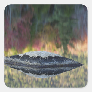 Adesivo Quadrado Reflexo de rocha e árvore, Lily Pond, Branco