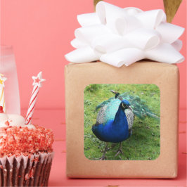 Adesivo Quadrado Regal Peacock Power