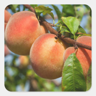 Adesivo Quadrado Reife Weingartenpfirsiche