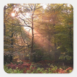 Adesivo Quadrado Reino Unido. Floresta de Dean. Feixe de sol que pe