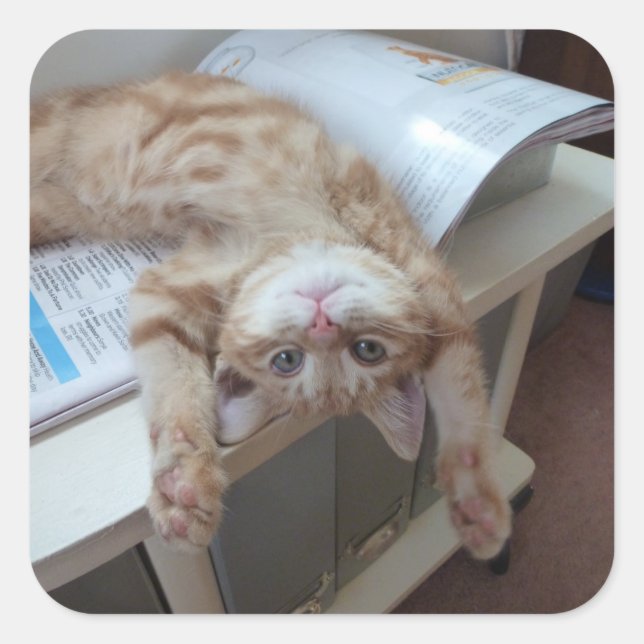 Adesivo Quadrado Relaxamento do gatinho (Frente)