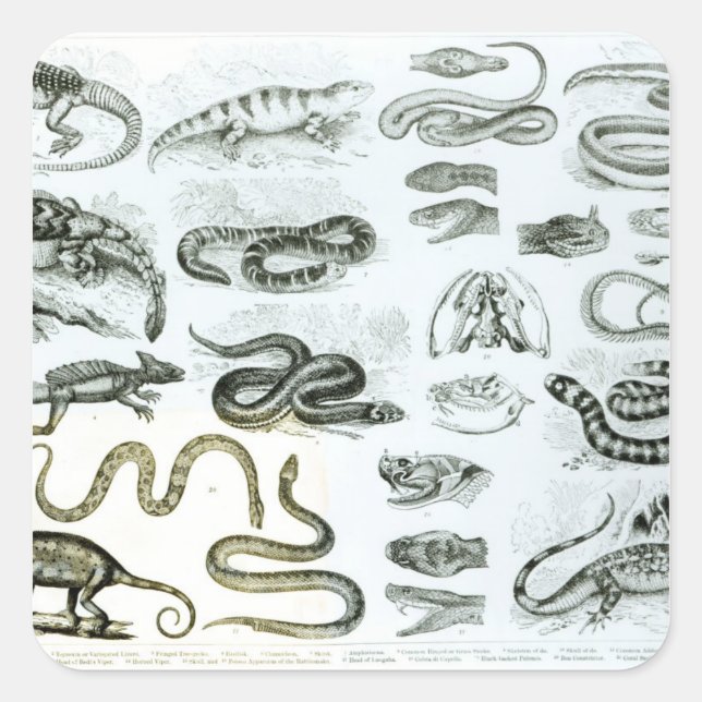 Adesivo Quadrado Répteis, Serpentes e Lagartos (Frente)