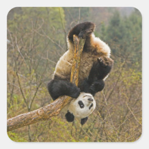 Adesivo Quadrado Reserva de Pandas Wolong, China, 2 1/2 anos de ida