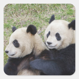 Adesivo Quadrado Reserva de Wolong, China, Panda gigante abraçando