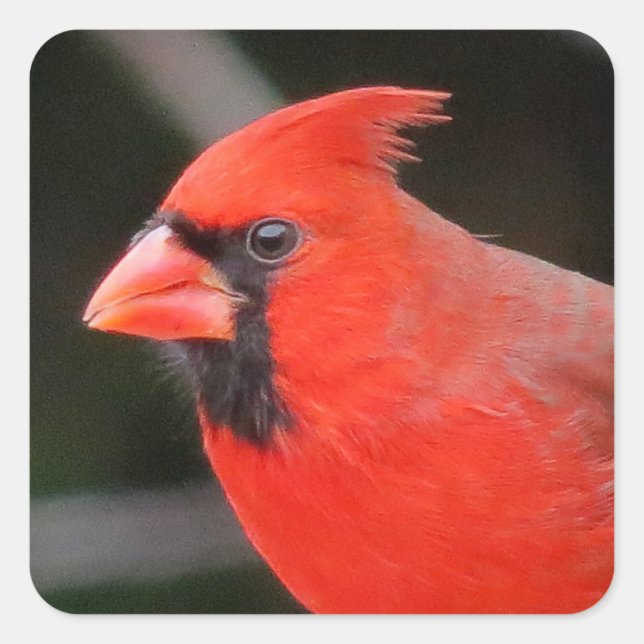 Adesivo Quadrado Retrato Cardinal - Pássaro (Frente)