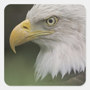 Adesivo Quadrado Retrato de Águia Americana Adulta, Haliaeetus