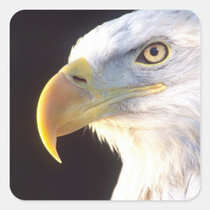 Adesivo Quadrado Retrato de Águia Americana, Haliaeetus leucocephal