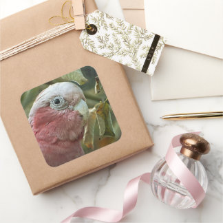 Adesivo Quadrado Retrato de Ave Australiana Galah Cockatoo Rosa