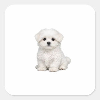 Adesivo Quadrado Retrato de Cachorrinho Maltês Branco Fofinho Amant
