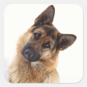 Adesivo Quadrado Retrato de german shepherd engraçado