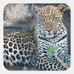 Adesivo Quadrado retrato de leopardo sentado em close up