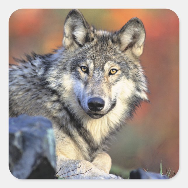 Adesivo Quadrado Retrato de Lobo (Frente)