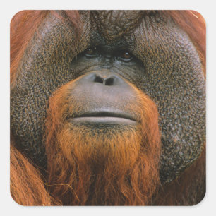 Adesivo Quadrado Retrato de Orangutango macho, Geórgia, EUA