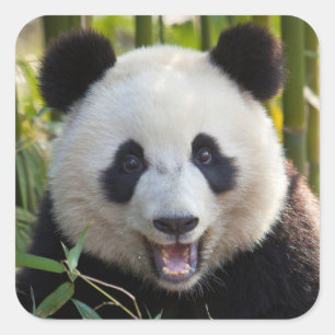 Adesivo Quadrado Retrato de Panda Sorridente