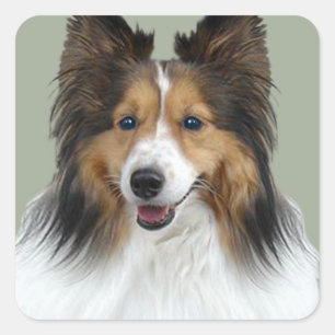 Adesivo Quadrado Retrato de Sheltie