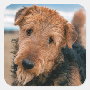 Adesivo Quadrado Retrato de um Airedale Terrier