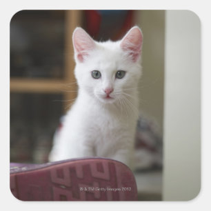 Adesivo Quadrado Retrato de um gatinho branco, Suecia.