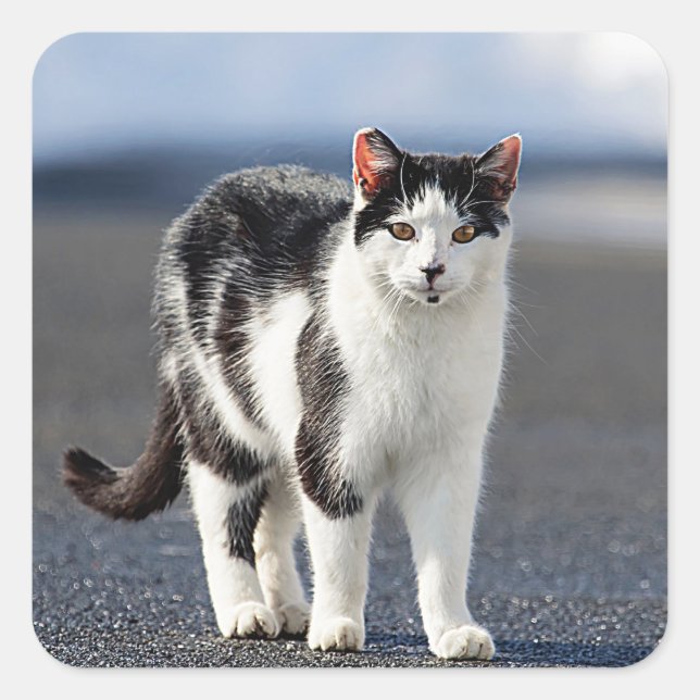 Adesivo Quadrado Retrato de um gato (Frente)