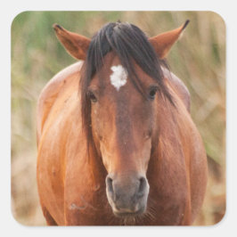 Adesivo Quadrado Retrato de um Mustang Selvagem