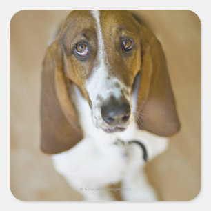 Adesivo Quadrado Retrato do Bassett, Washington