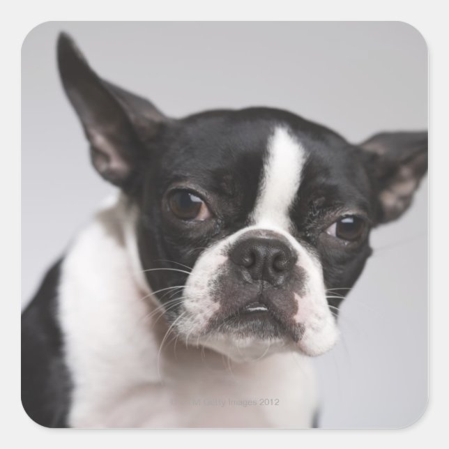 Adesivo Quadrado Retrato do cão (Frente)