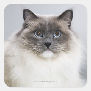 Adesivo Quadrado Retrato do gato de Ragdoll