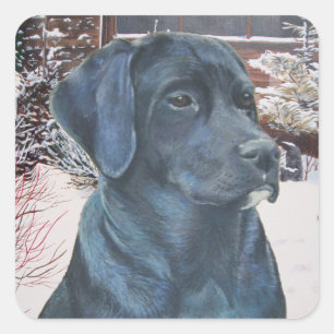 Adesivo Quadrado retrato real de um cão labrador preto