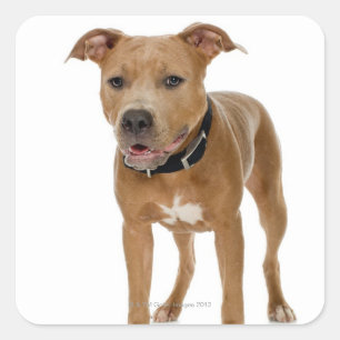 Adesivo Quadrado Retrato Studio do pit bull cachorrinho americano 2