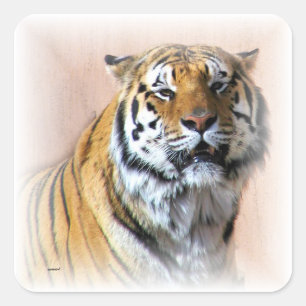 Adesivo Quadrado Retrato Tiger