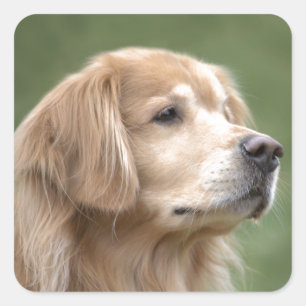 Adesivo Quadrado Retriever de ouros em close-up