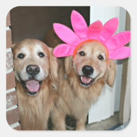 Retriever ouro com Flower band Rosa